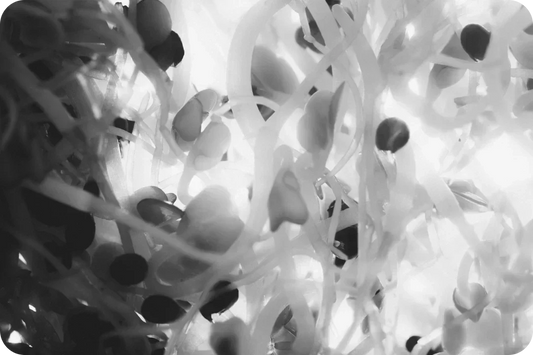 Glucosinolates: A New Edge in Training?