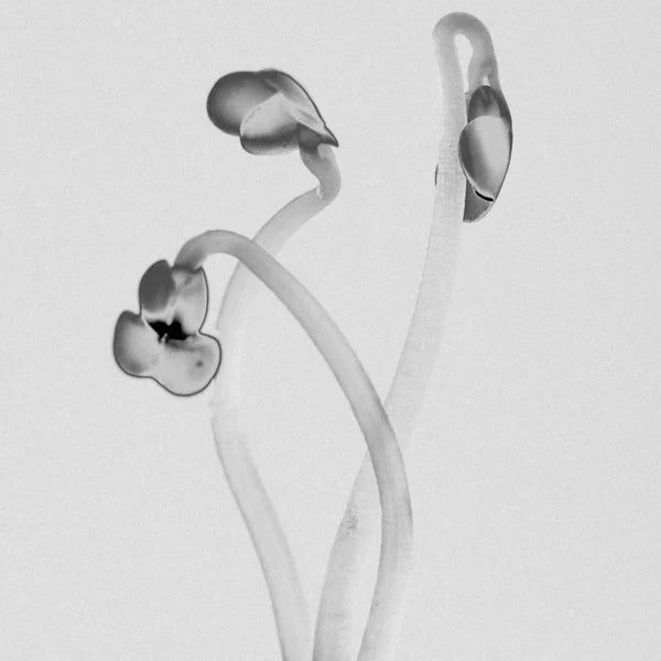 Nomio I-6 - Box of 12 servings